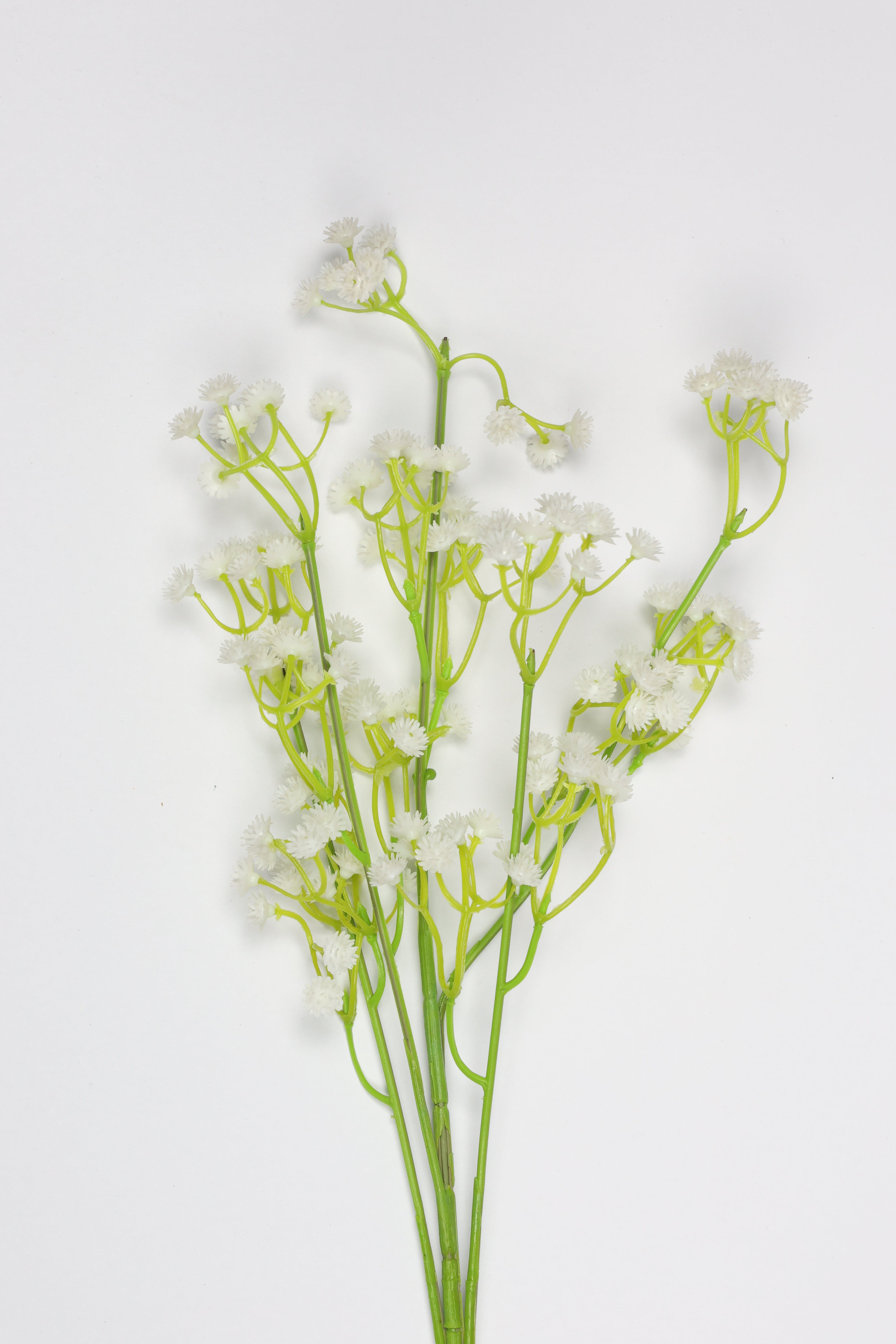Gypsophila - White*Green