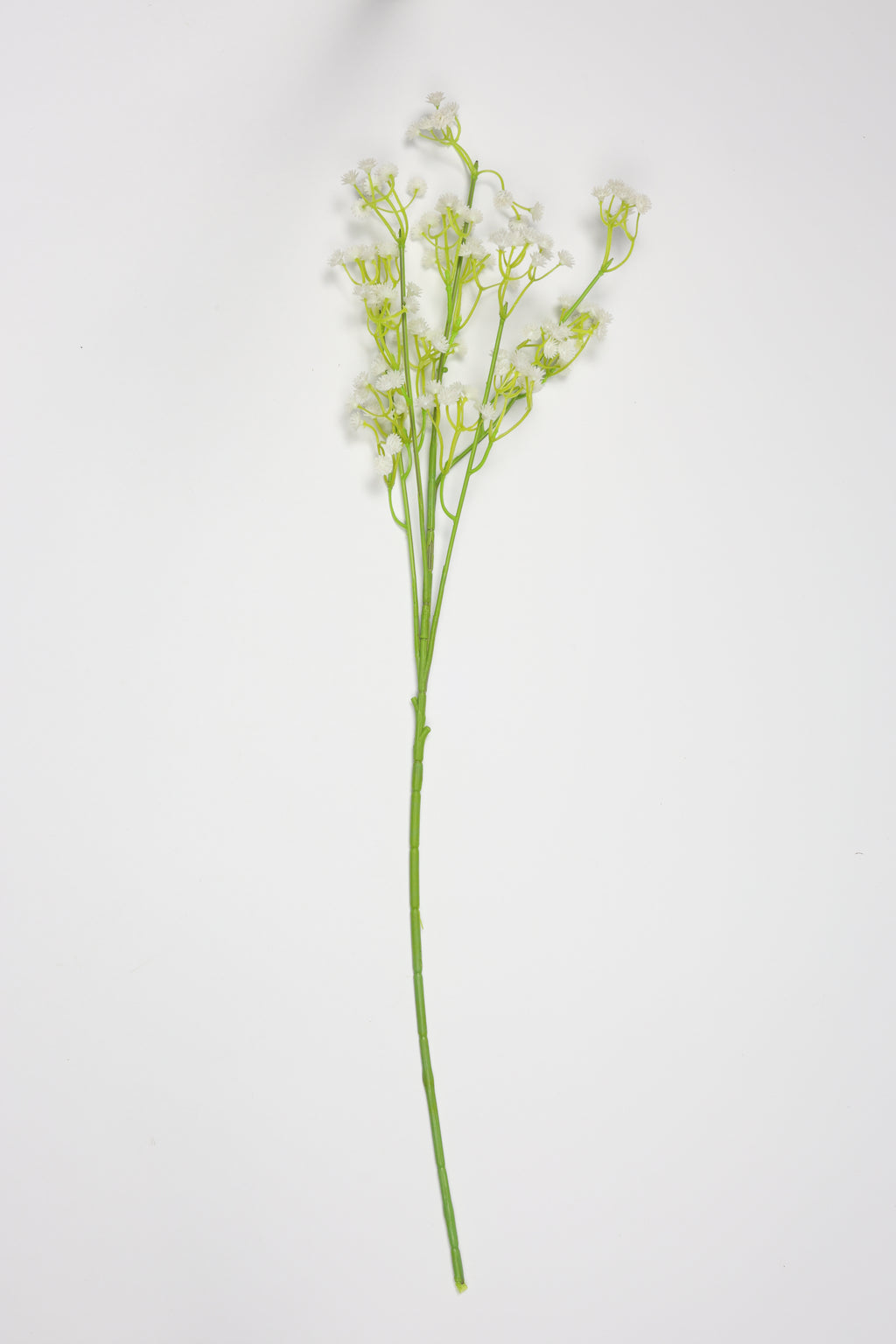 Gypsophila - White*Green