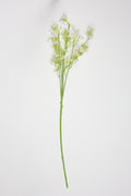 Gypsophila - White*Green