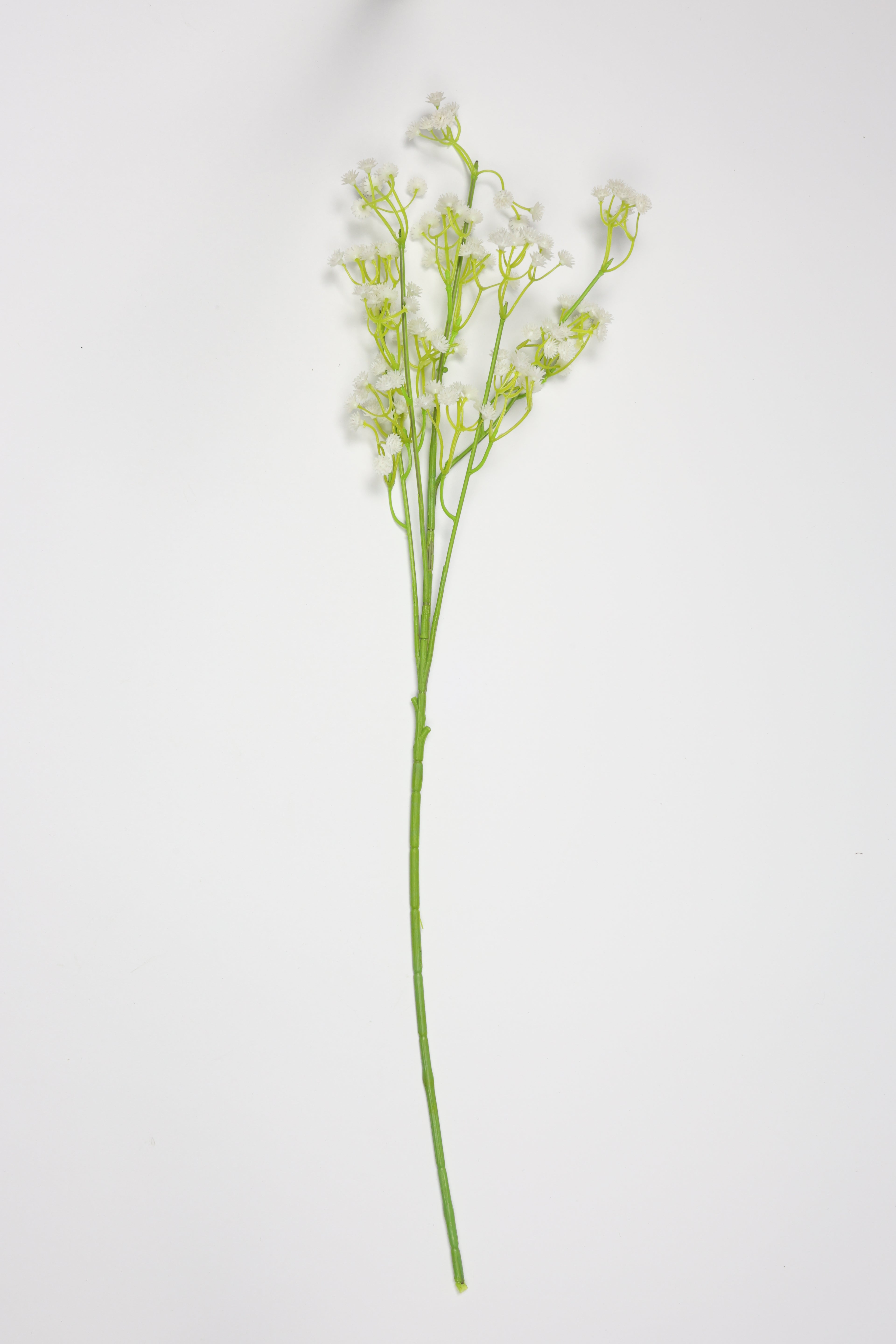 Gypsophila - White*Green