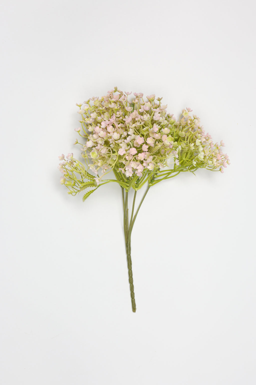 Gypsophila - White Purple