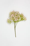 Gypsophila - White Purple