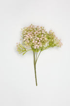 Gypsophila - White Purple