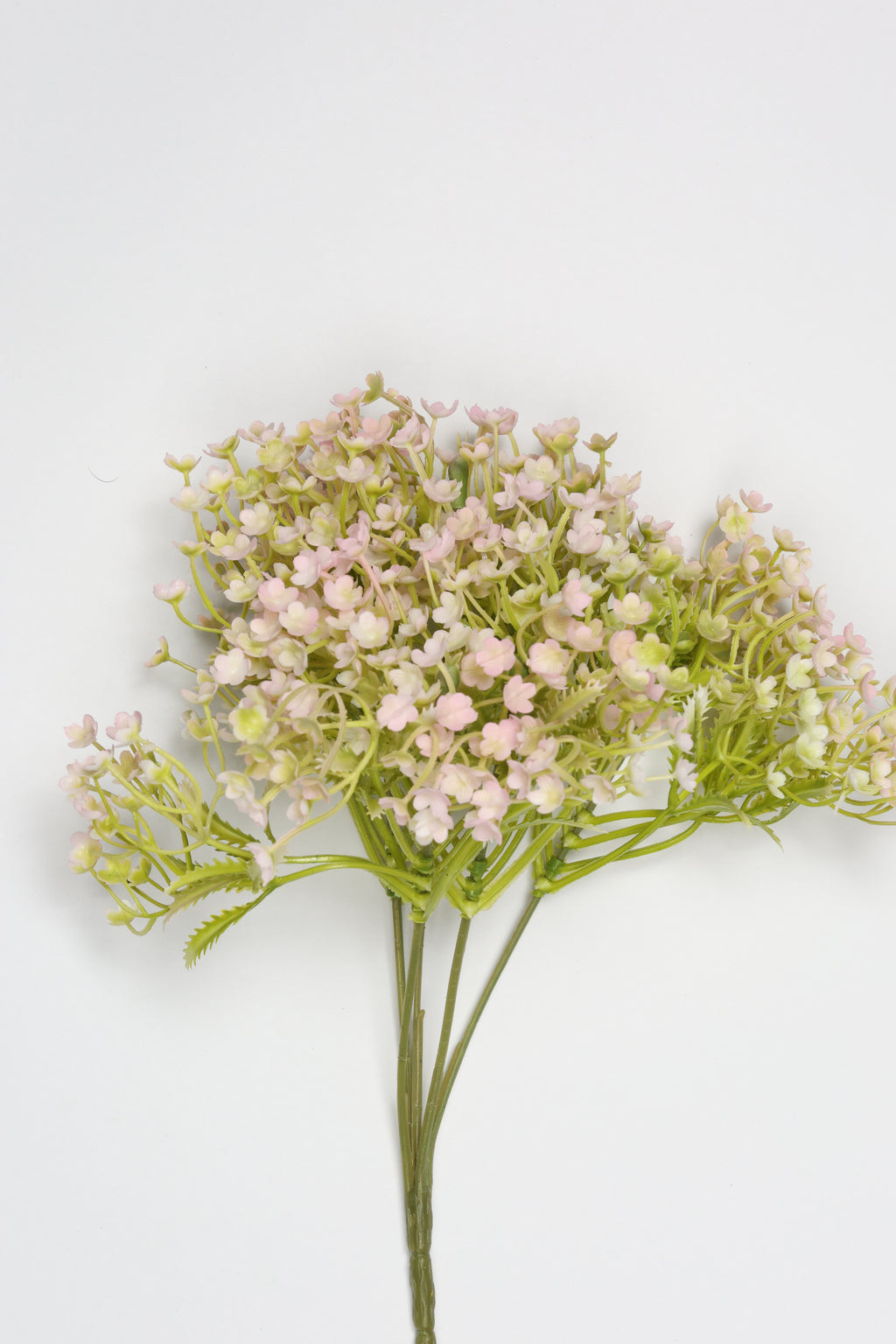 Gypsophila - White Purple