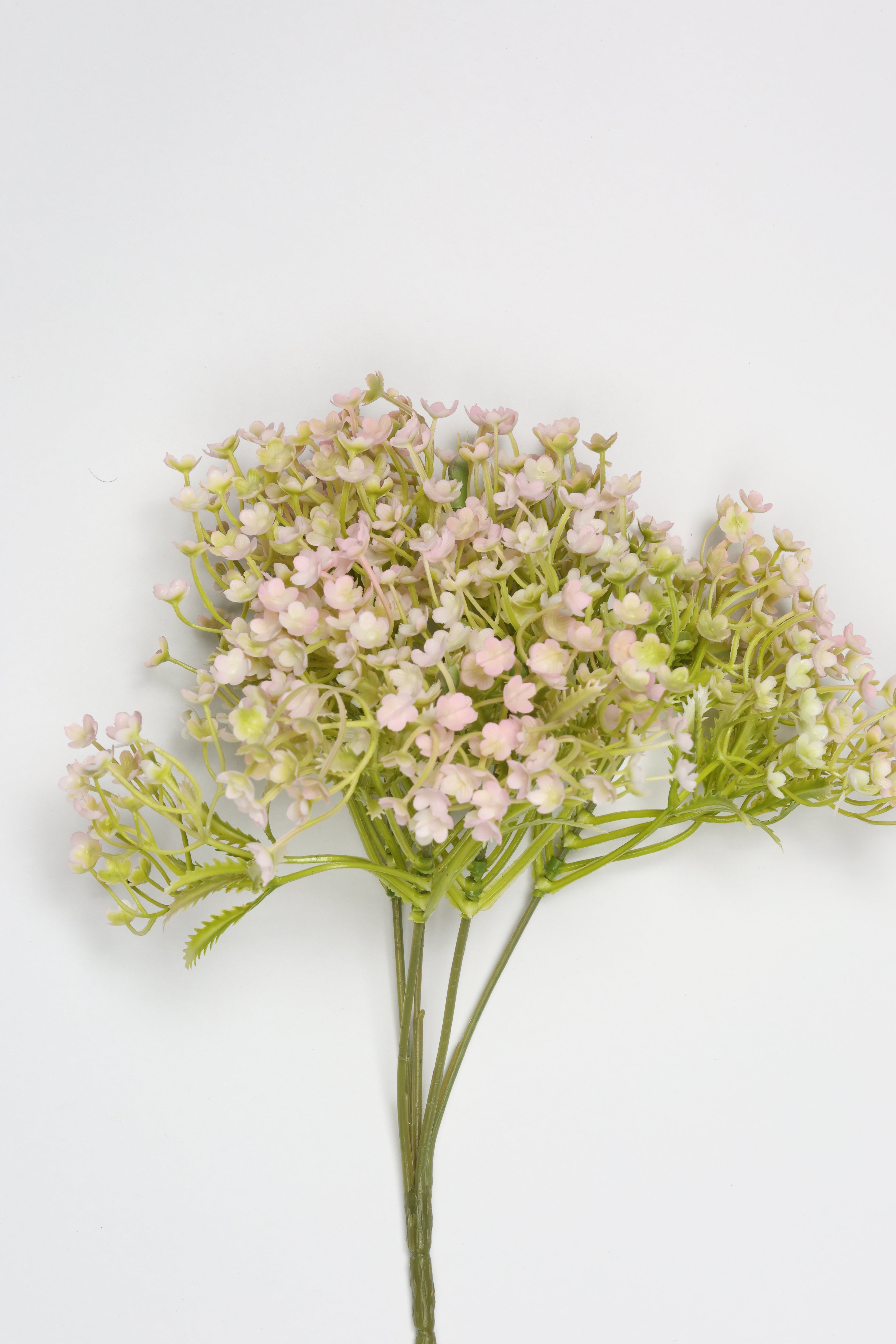 Gypsophila - White Purple