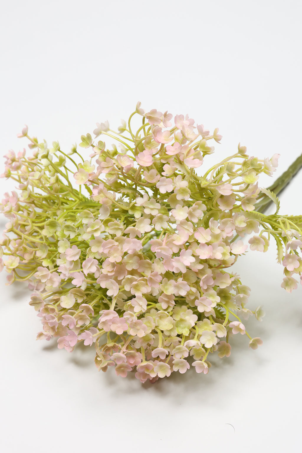 Gypsophila - White Purple