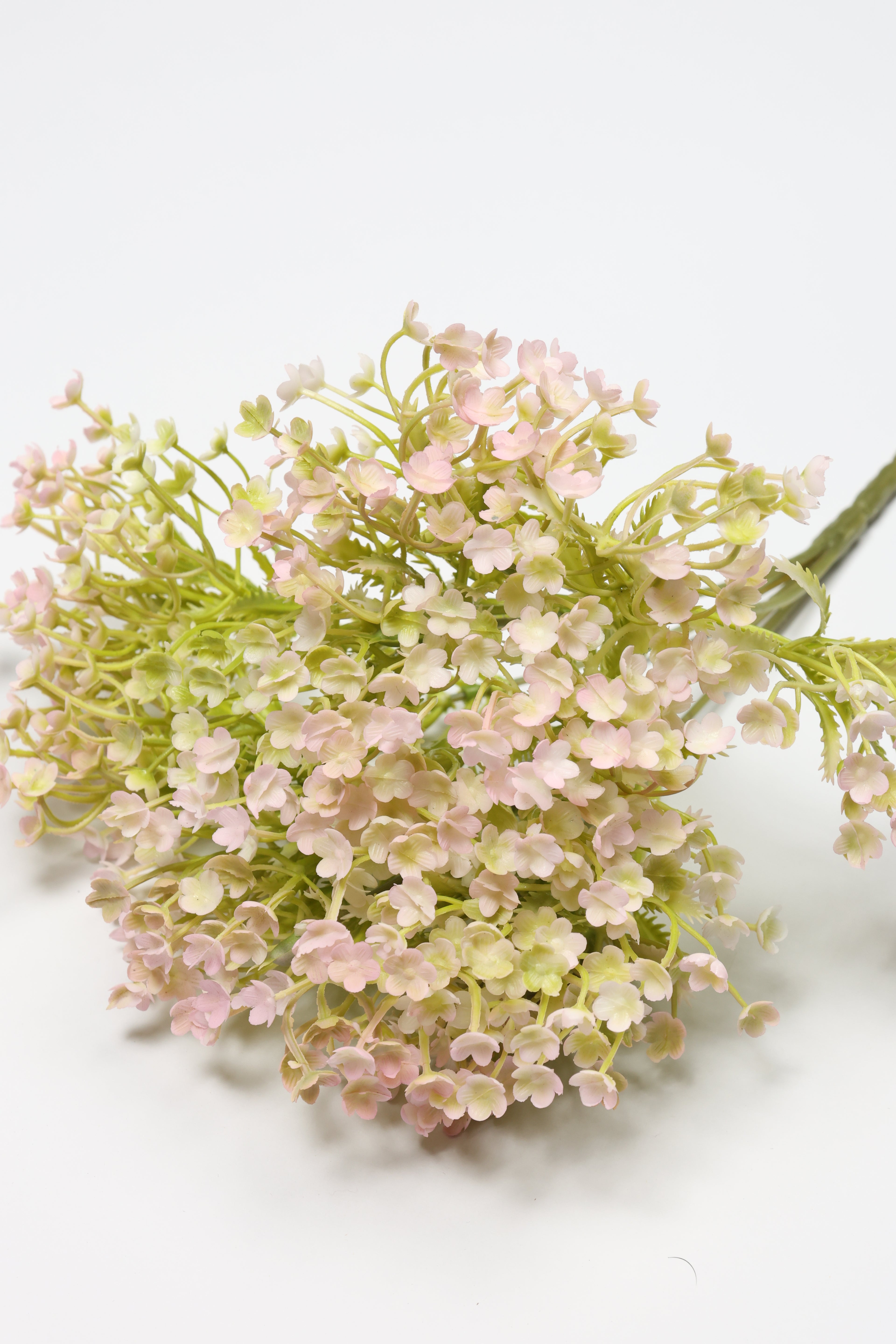 Gypsophila - White Purple