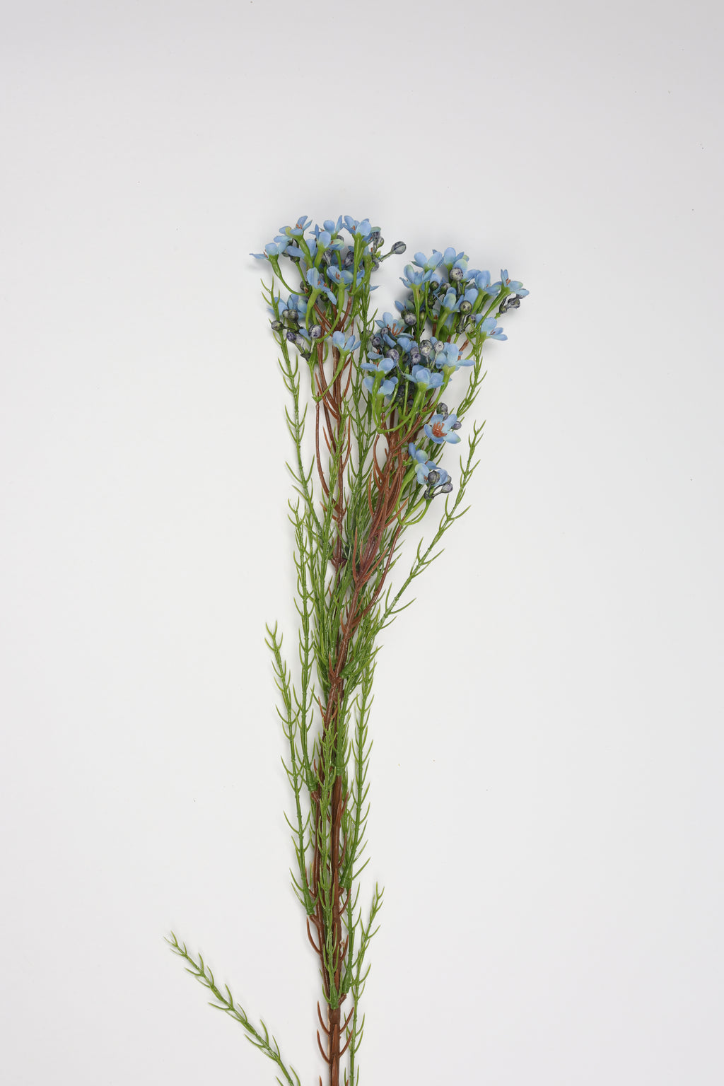 Tamarisk-Blue