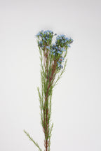 Tamarisk-Blue