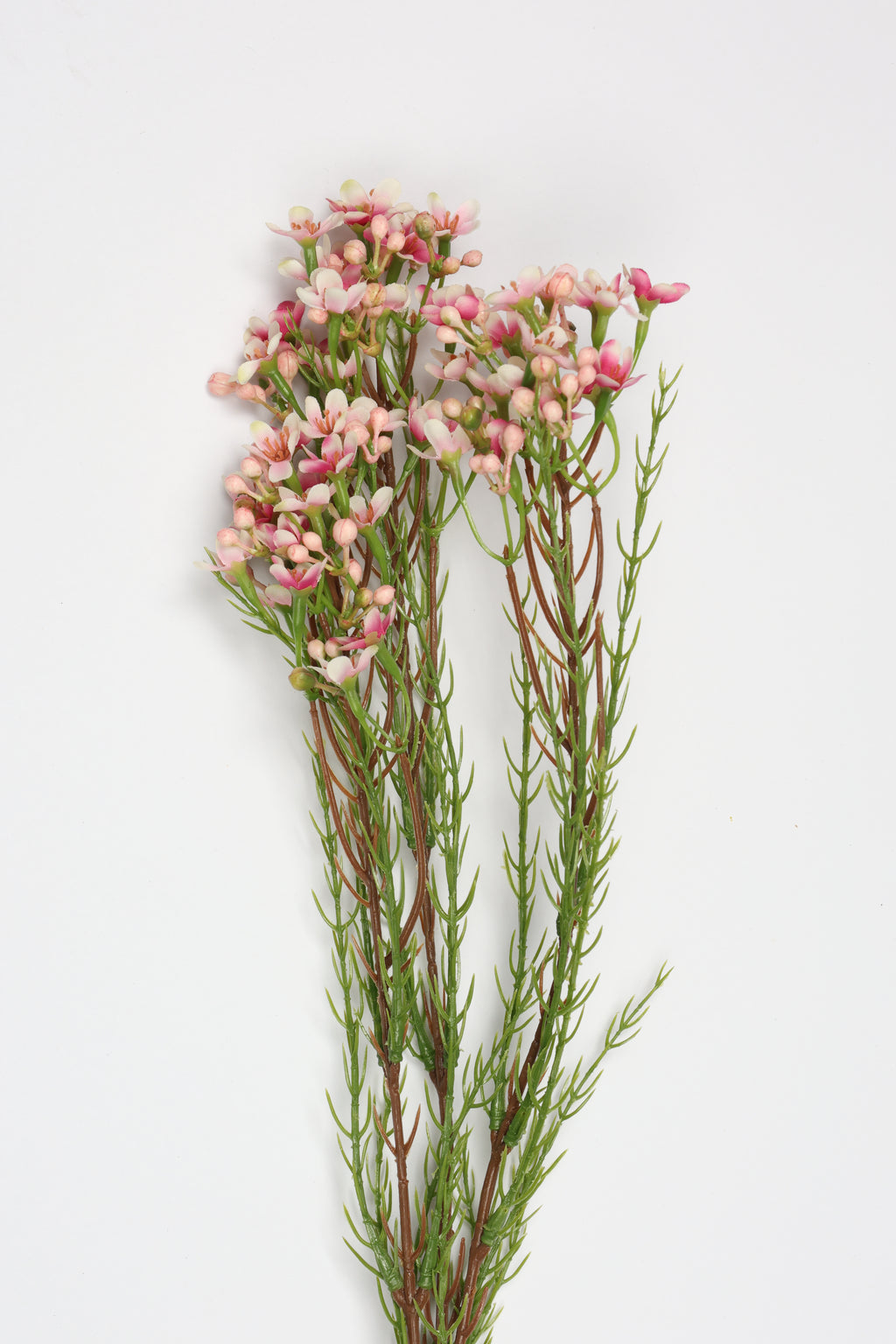 Tamarisk-Pink