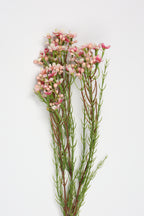 Tamarisk-Pink