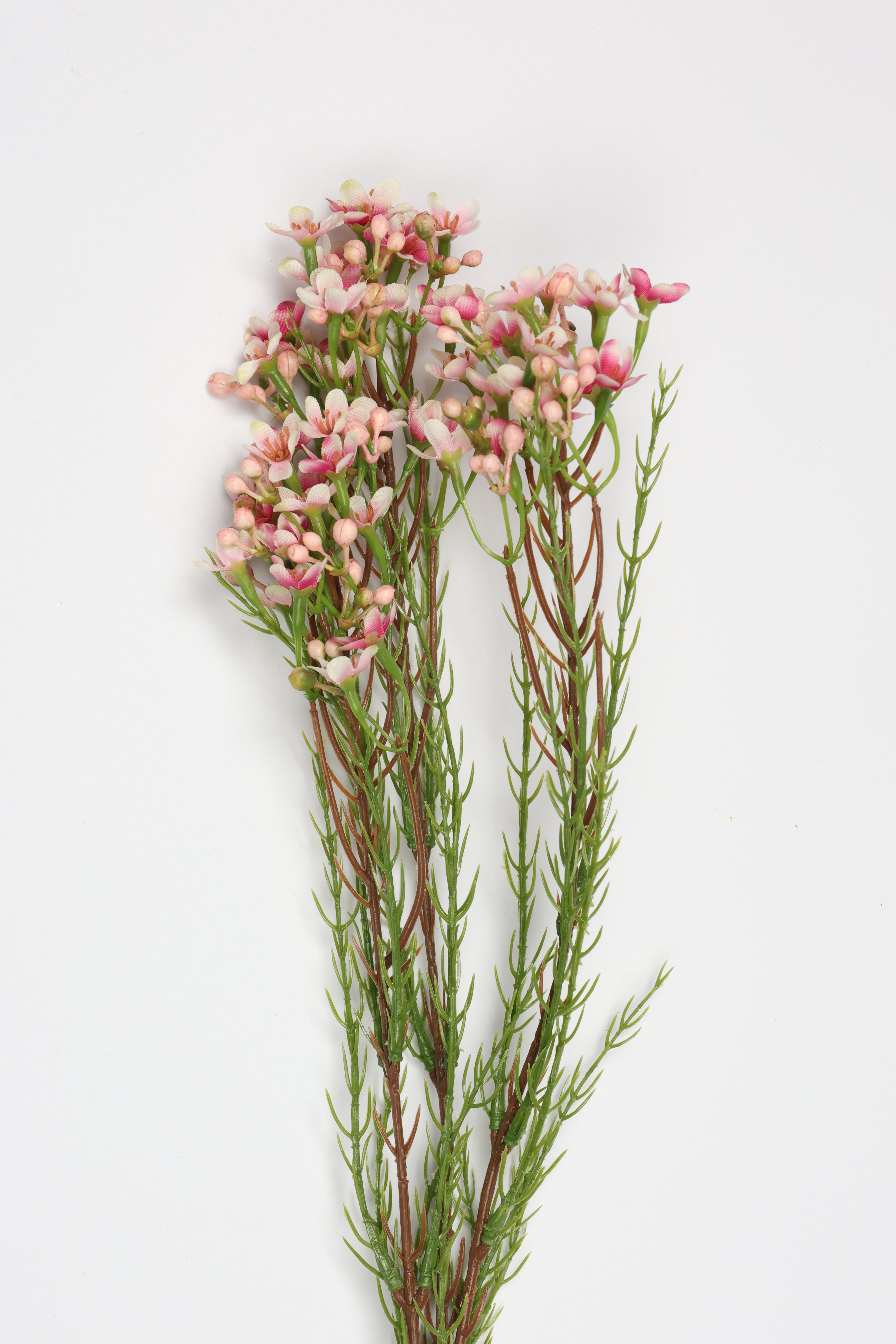 Tamarisk-Pink