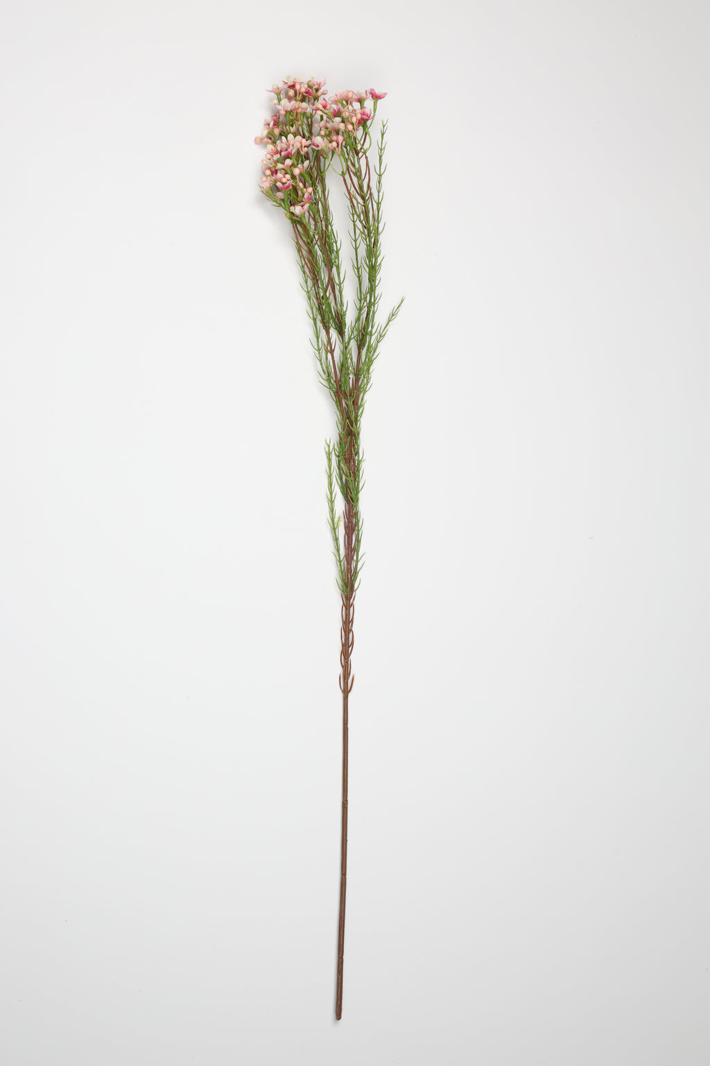 Tamarisk-Pink