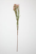 Tamarisk-Pink