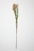 Tamarisk-Pink