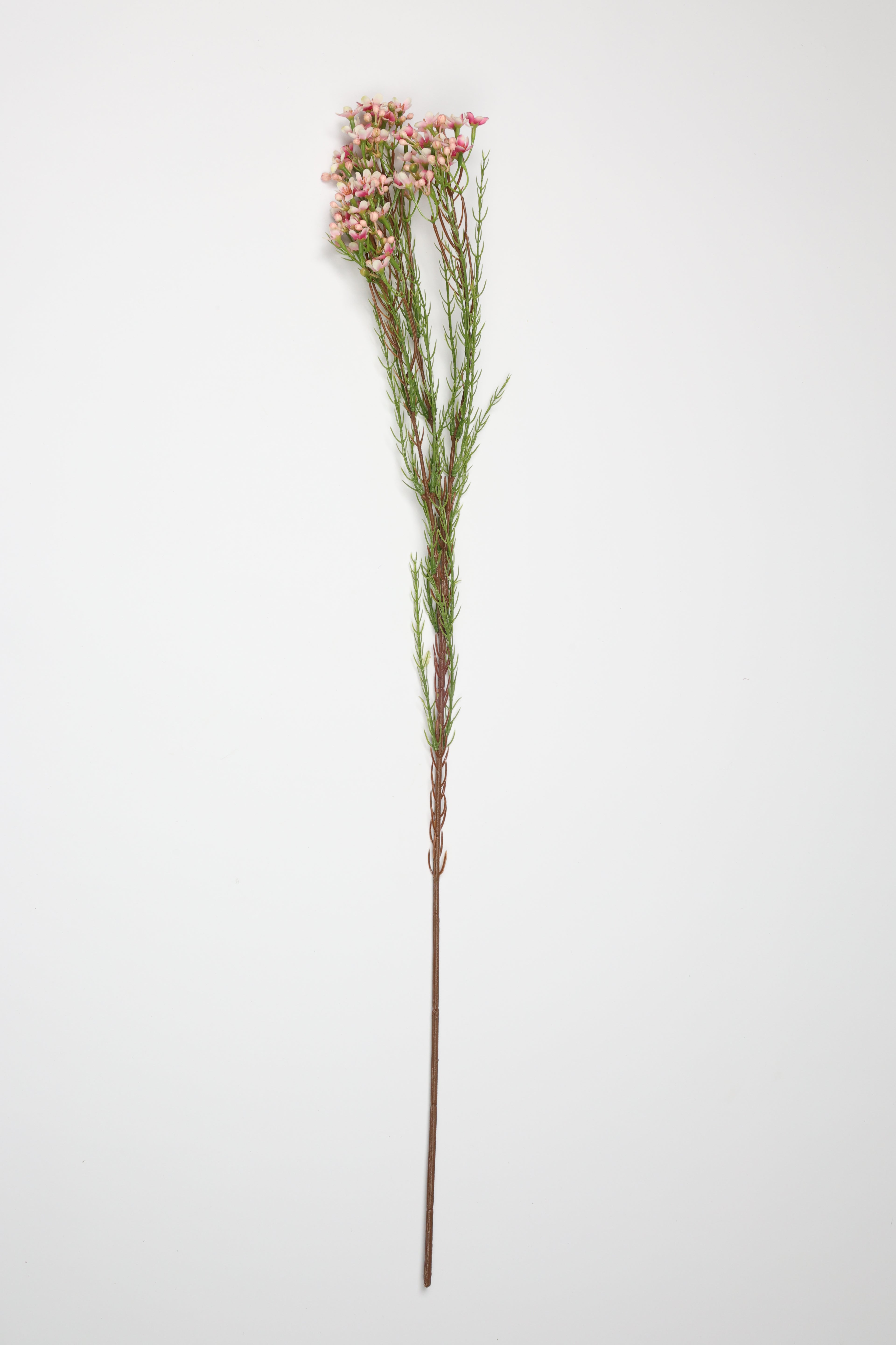 Tamarisk-Pink