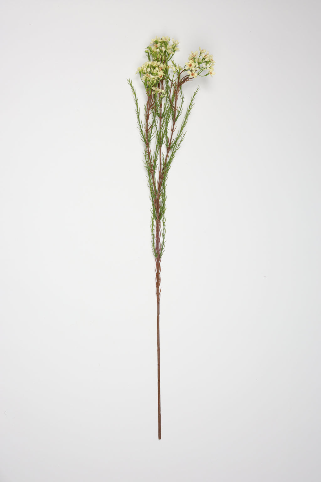 Tamarisk- Off White