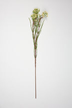 Tamarisk- Off White