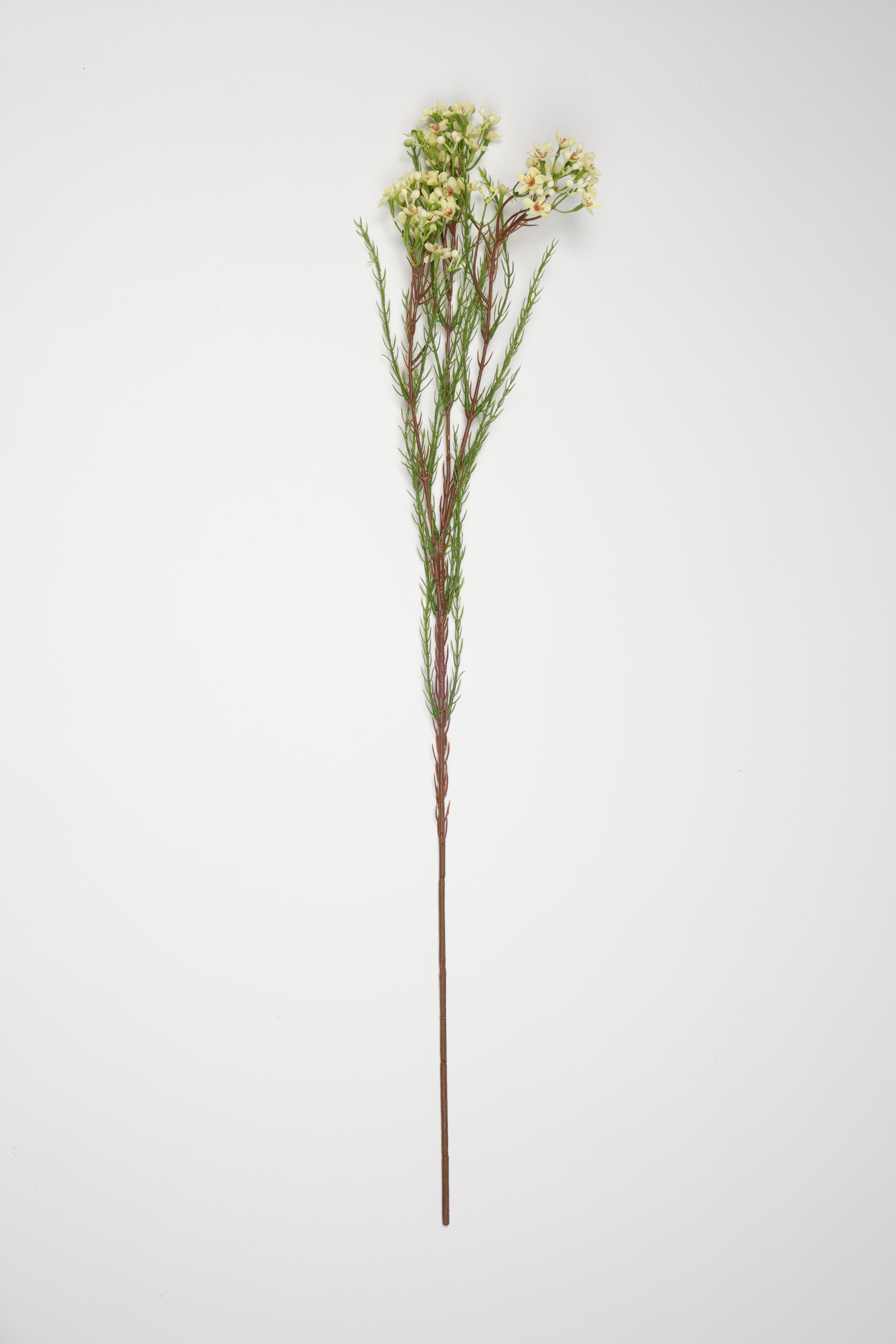 Tamarisk- Off White