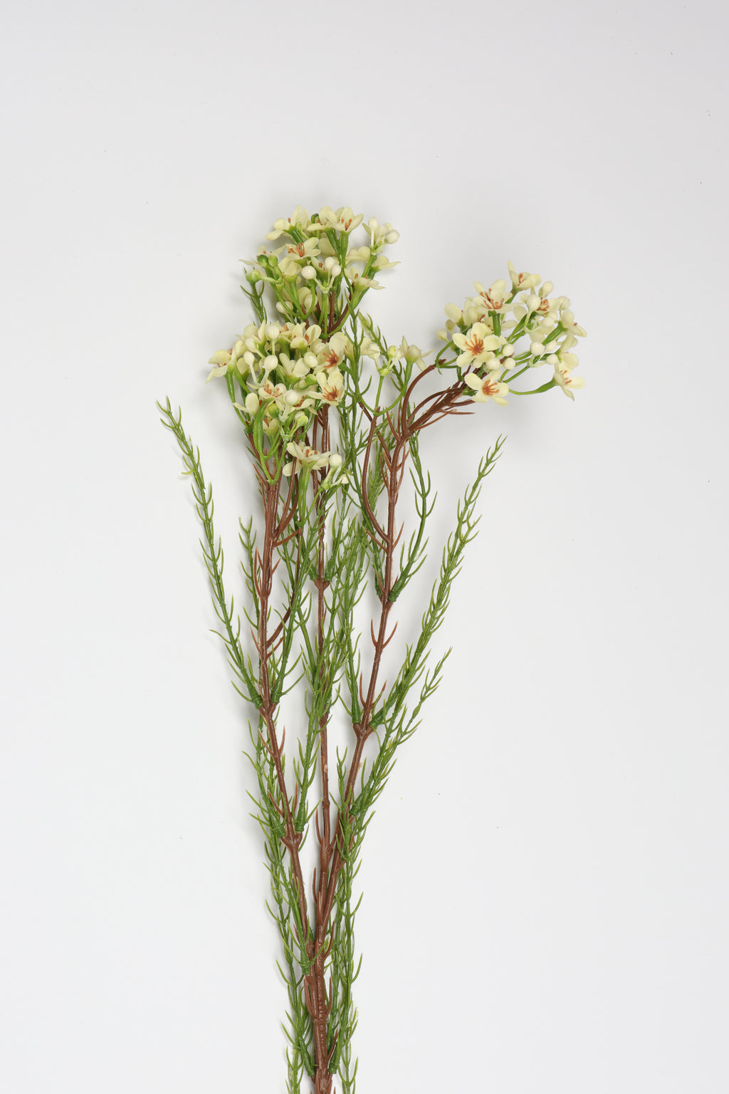 Tamarisk- Off White