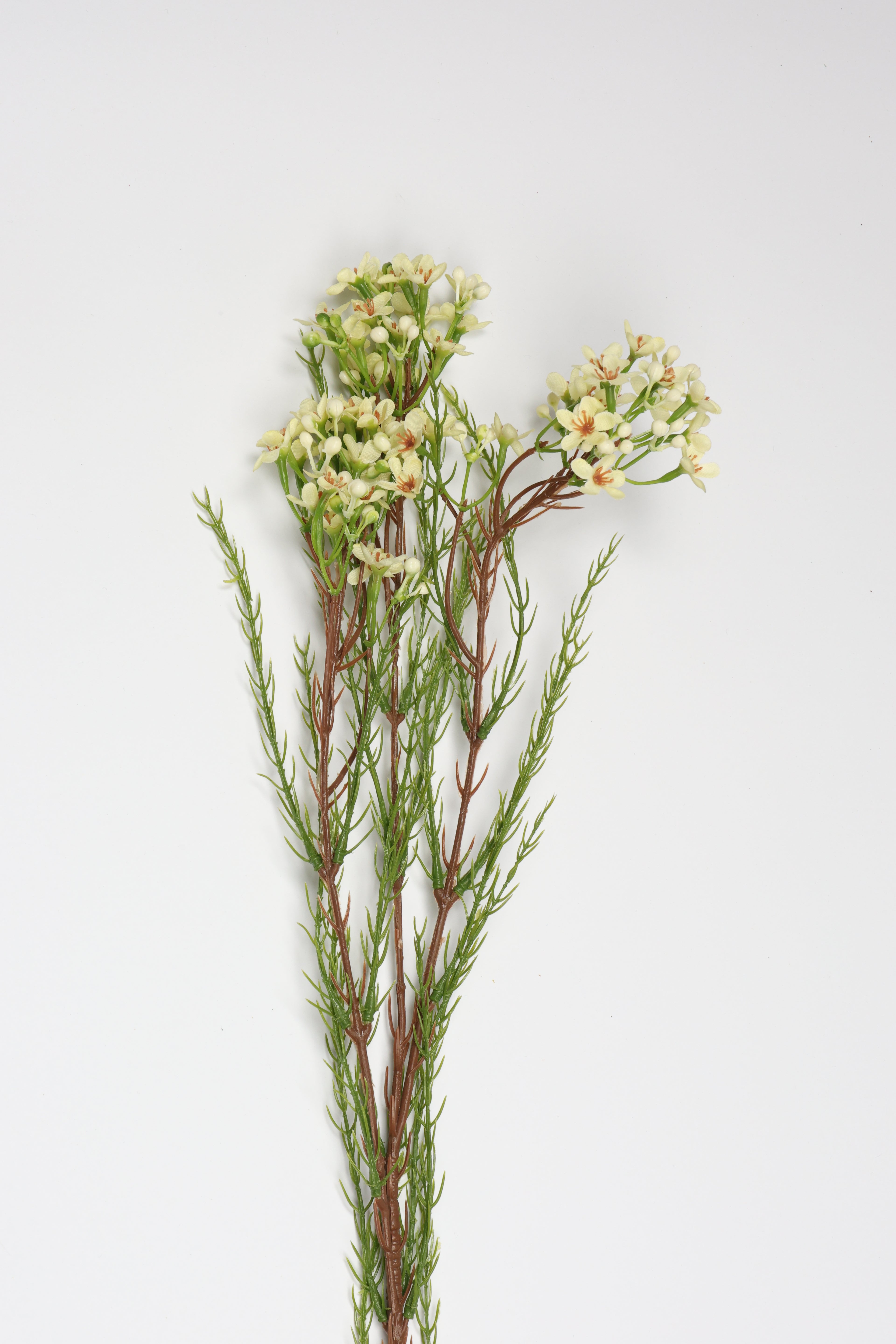 Tamarisk- Off White