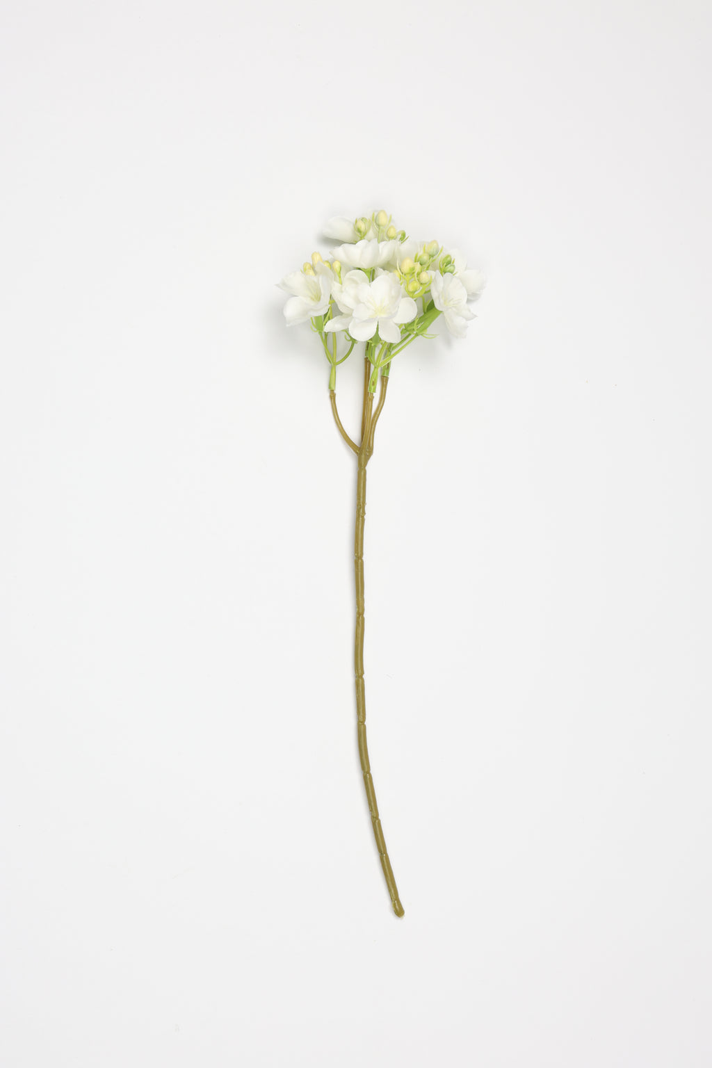 Oxalis - White  - One, Coll