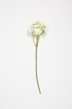 Oxalis - White  - One, Coll