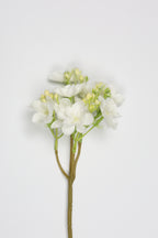 Oxalis - White  - One, Coll