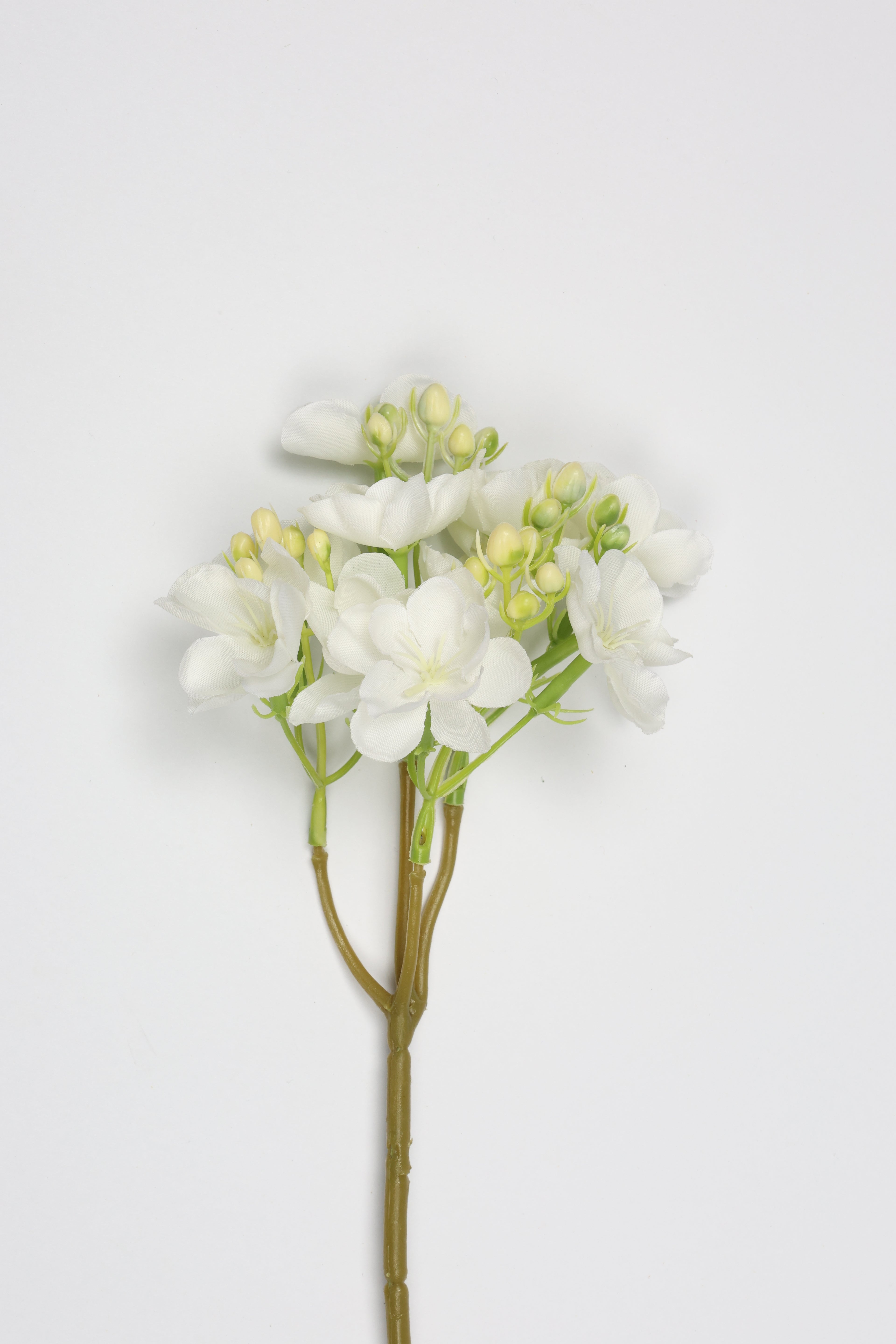 Oxalis - White  - One, Coll