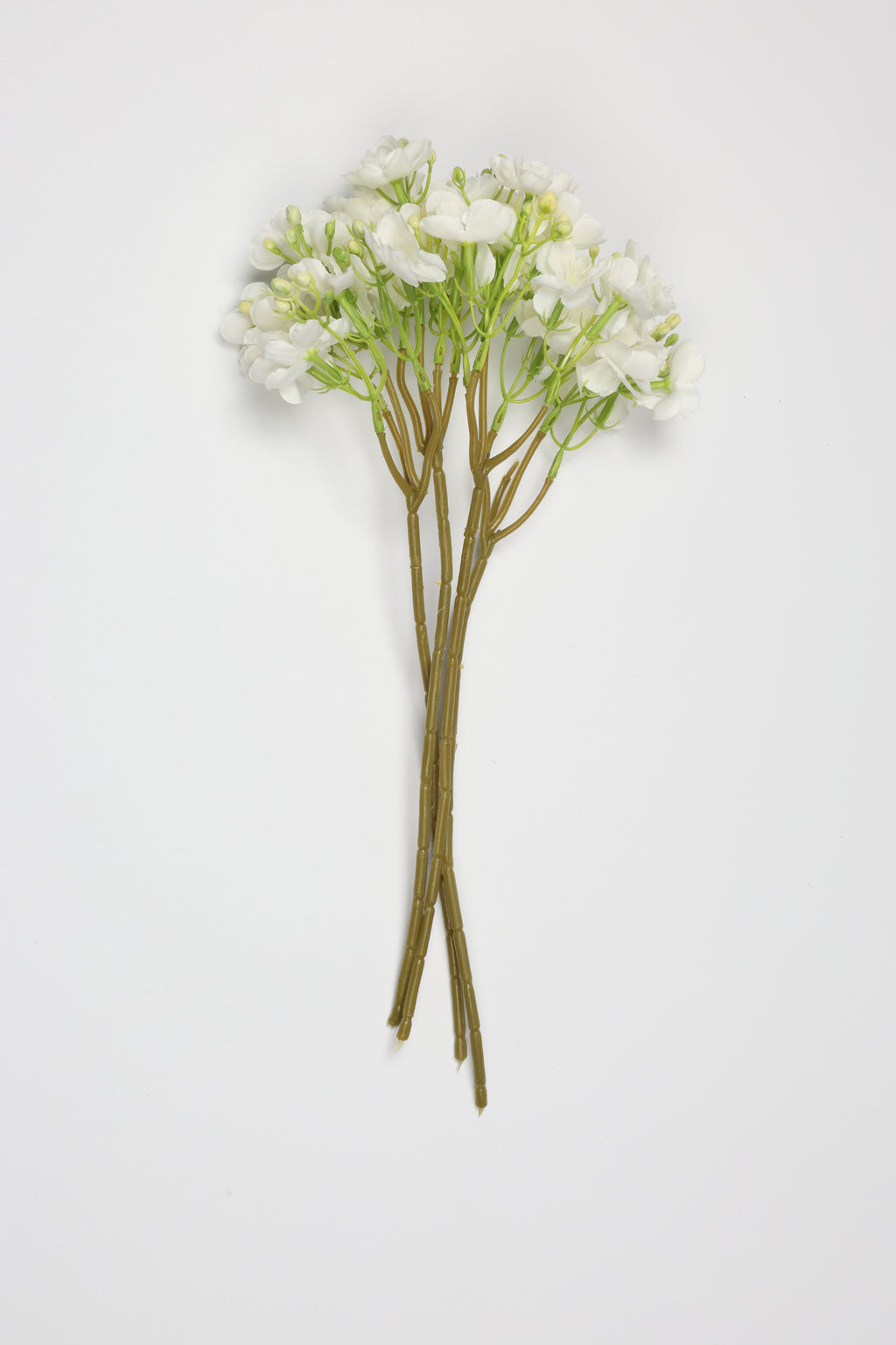 Oxalis - White  - One, Coll