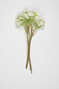 Oxalis - White  - One, Coll
