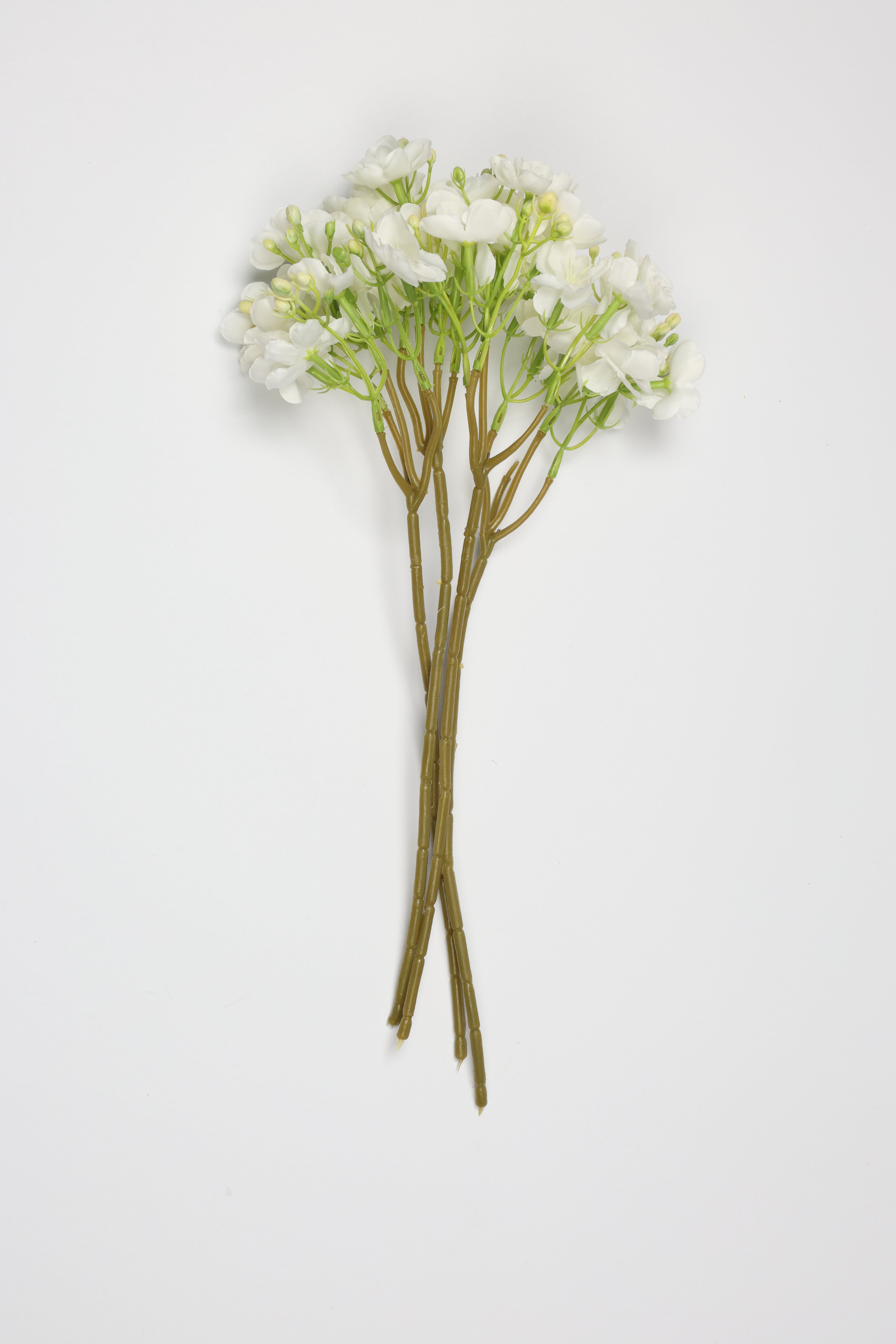 Oxalis - White  - One, Coll