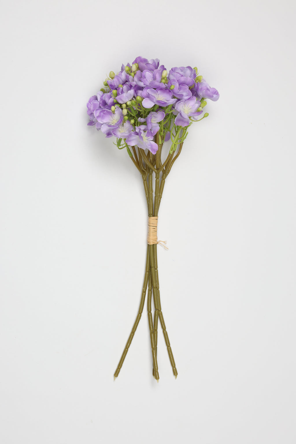 Oxalis - W Purple - One, Coll