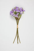 Oxalis - W Purple - One, Coll