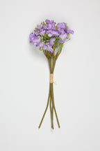 Oxalis - W Purple - One, Coll