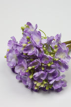 Oxalis - W Purple - One, Coll