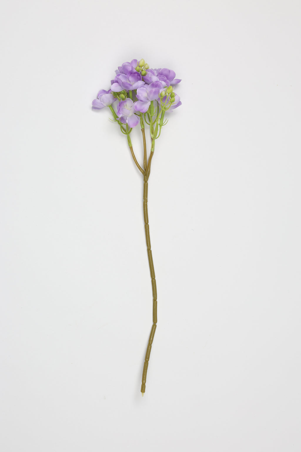 Oxalis - W Purple - One, Coll