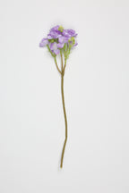 Oxalis - W Purple - One, Coll