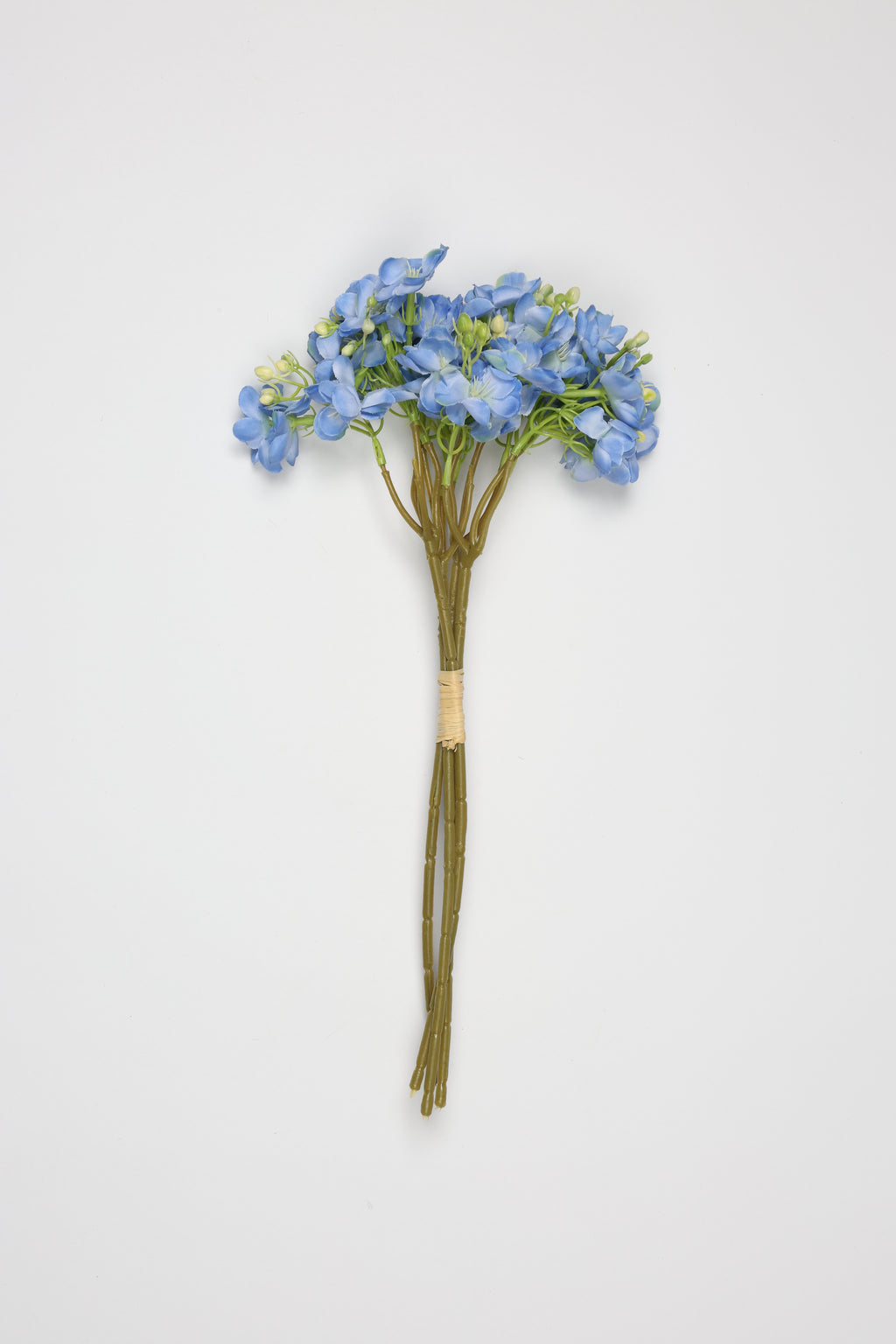 Oxalis - B Blue - One, Coll