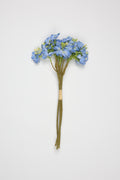 Oxalis - B Blue - One, Coll