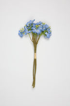 Oxalis - B Blue - One, Coll