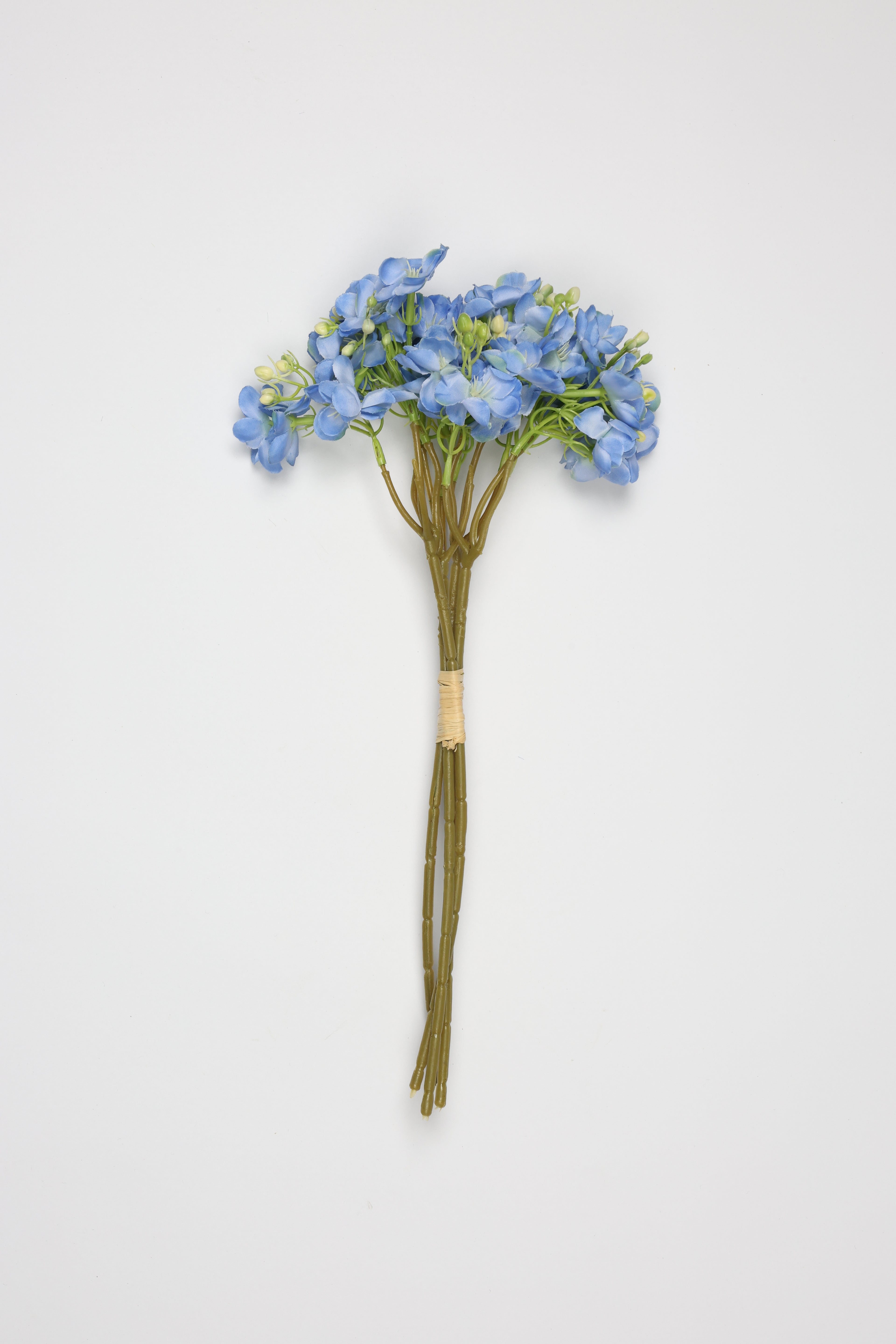 Oxalis - B Blue - One, Coll