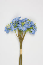 Oxalis - B Blue - One, Coll