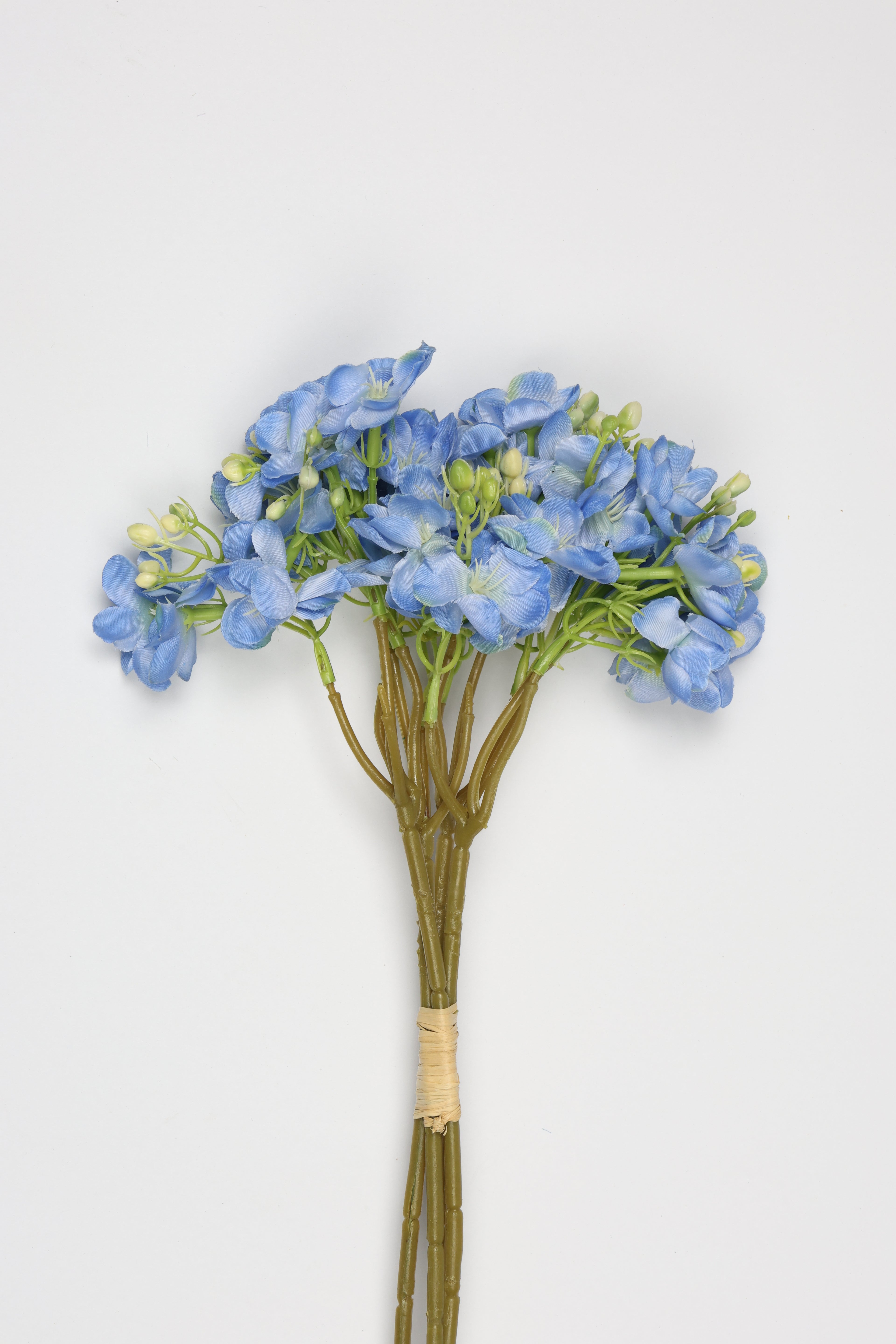 Oxalis - B Blue - One, Coll