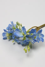 Oxalis - B Blue - One, Coll