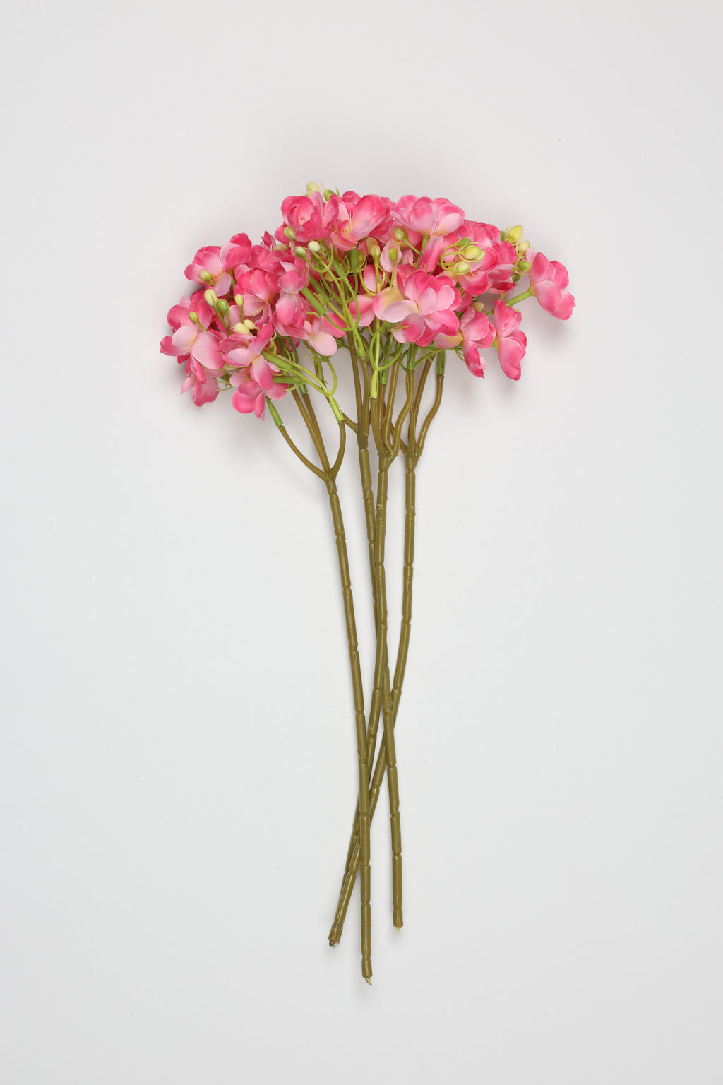 Oxalis- Pink -One,Cool