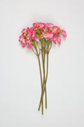 Oxalis- Pink -One,Cool