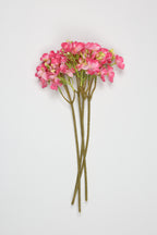Oxalis- Pink -One,Cool