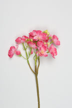 Oxalis- Pink -One,Cool