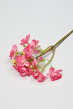 Oxalis- Pink -One,Cool